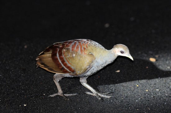 Moluccan-Scrubfowl