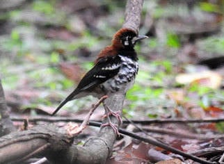 Red-backed-Thrush-1