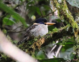 Scaly-Kingfisher