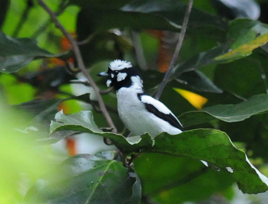 White-naped-Monarch