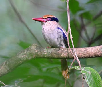 Lilac-cheeked-Kingfisher-A