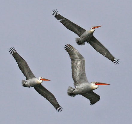 DalmatianPelicans - Pavel Simeonov