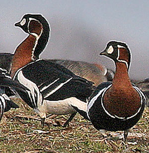 Red-breasted Geese on ground- Pavel Simeonov