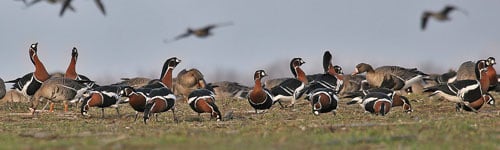 Red-breasted Geese on ground2 Pavel Simeonov