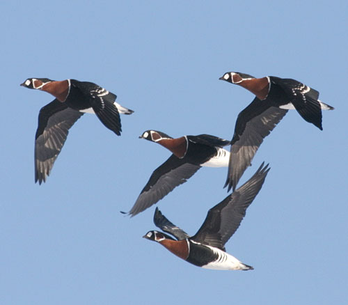 Red-breasted Geese in-flight Pavel Simeonov