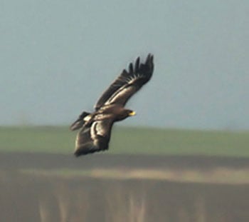 Spotted-Eagle Pavel Simeonov