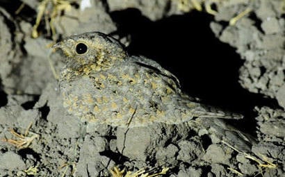 Sykes Nightjar