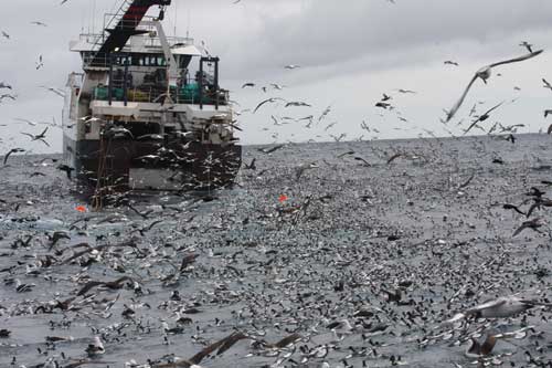 Cape-Town-Pelagic-by-Steve-