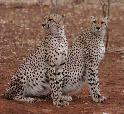 Cheetahs-by-Steve-Hinton