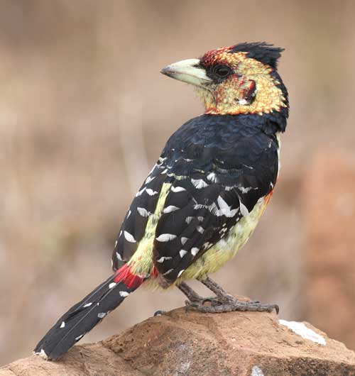 Crested-Barbet-by-Steve-Hin