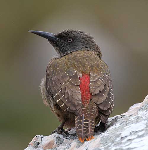 Ground-Woodpecker-by-Steve-