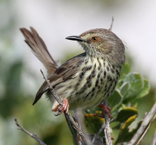 Karoo-Prinia-by-Steve-Hinto