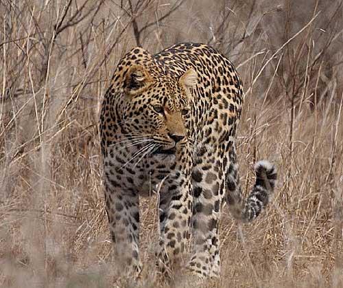 Leopard-by-Steve-Hinton