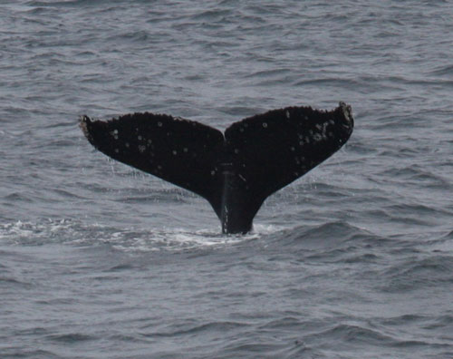 Southern-Right-Whale-by-Ste