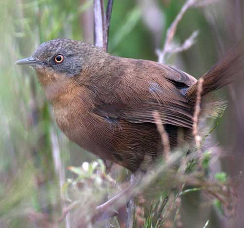 Victorins-Warbler by Steve Hinton