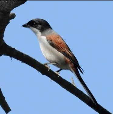 Burmese-Shrike