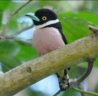 Black-and-yellow-Broadbill