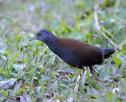 Black-tailed-Crake-1