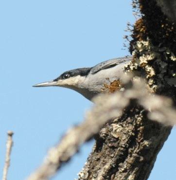 Giant-Nuthatch-5