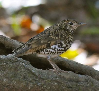 Scaly-Thrush-1