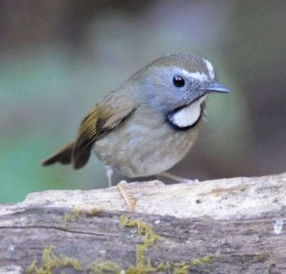 White-gorgeted-Flycatcher