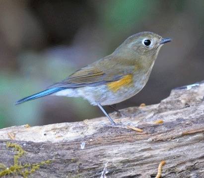 Himalayan-Bluetail-2