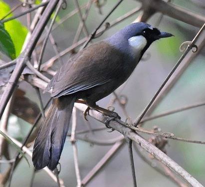 Black-throated-Laughingthrush