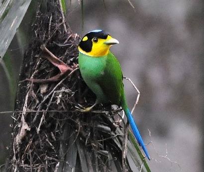 Long-tailed-Broadbill-2012 tour