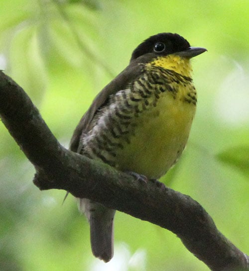 Shrike-like-Cotinga-by-Stev