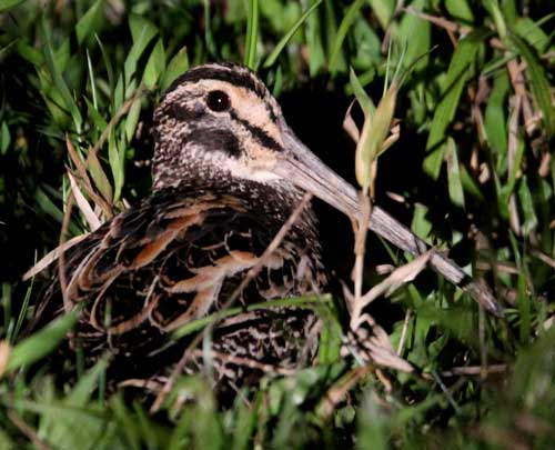 Giant-Snipe-by-Steve-Bird