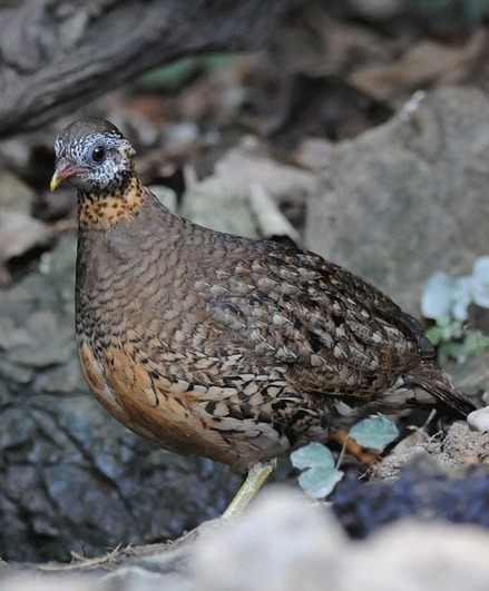 Scaly-breasted-Partridge-Thailand-2012-by-Nick-Bray