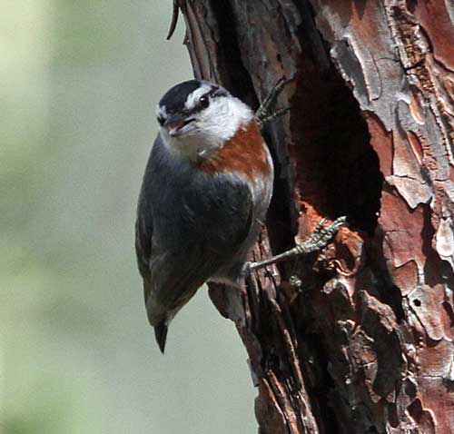 Krupers-Nuthatch2