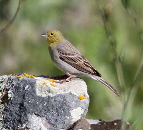 Cinereous-Bunting-by-Gina-Nichol