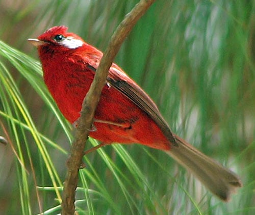 Red-Warbler-by-Paul-Cozza