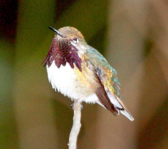 Bumblebee-Hummingbird