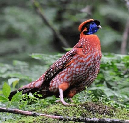 Temmincks-Tragopan Sichuan 2012