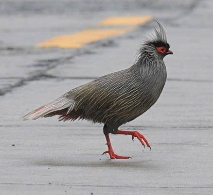 Blood-Pheasant-Sichuan 2012 Tour