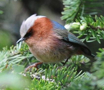 Crested-Tit-warbler-Sichuan 2012