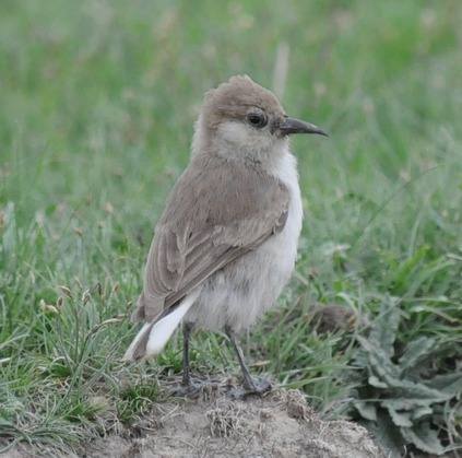 Humes-Ground-tit-Sichuan 2012