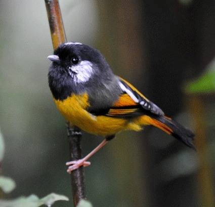 Golden-breasted-Fulvetta Sichuan 2012