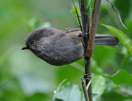 Grey-hooded-Fulvetta-Sichuan 2012