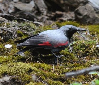 Wallcreeper-Sichuan 2012