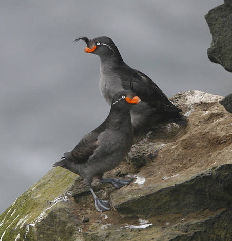 Crested Auklet