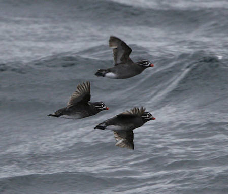 Whiskered Auklet