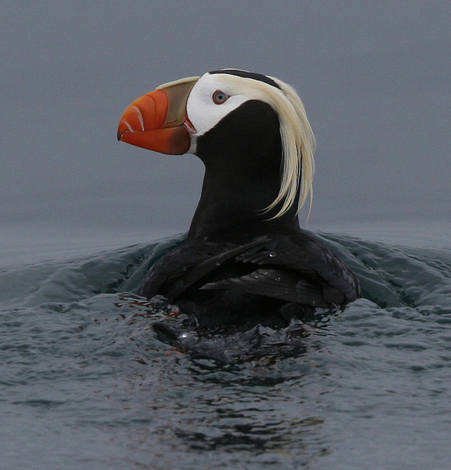 Tufted Puffin