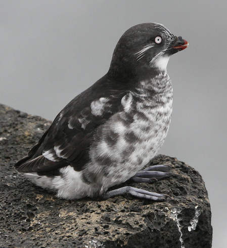 Least Auklet