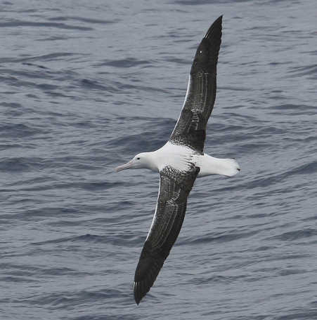 southern royal albatross