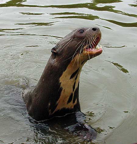 Giant River Otter by Gina Nichol