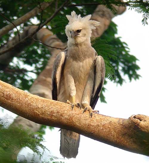 Harpy-Eagle-by-Will-Carter