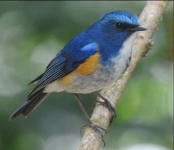 Himalayan-Bluetail-Thailand 2013 Tour